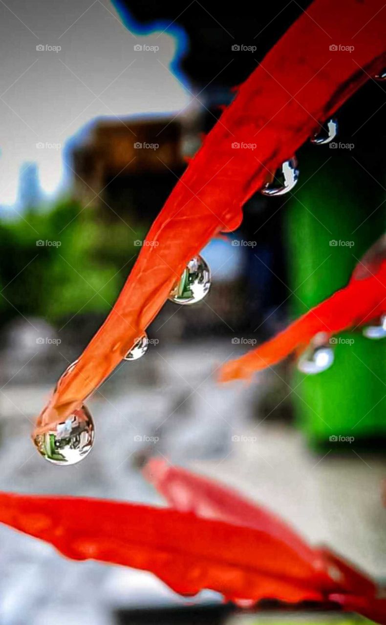 raindrops on red leaves