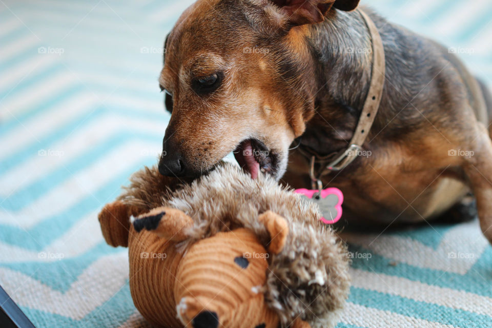 Stella loves to play with her toys.