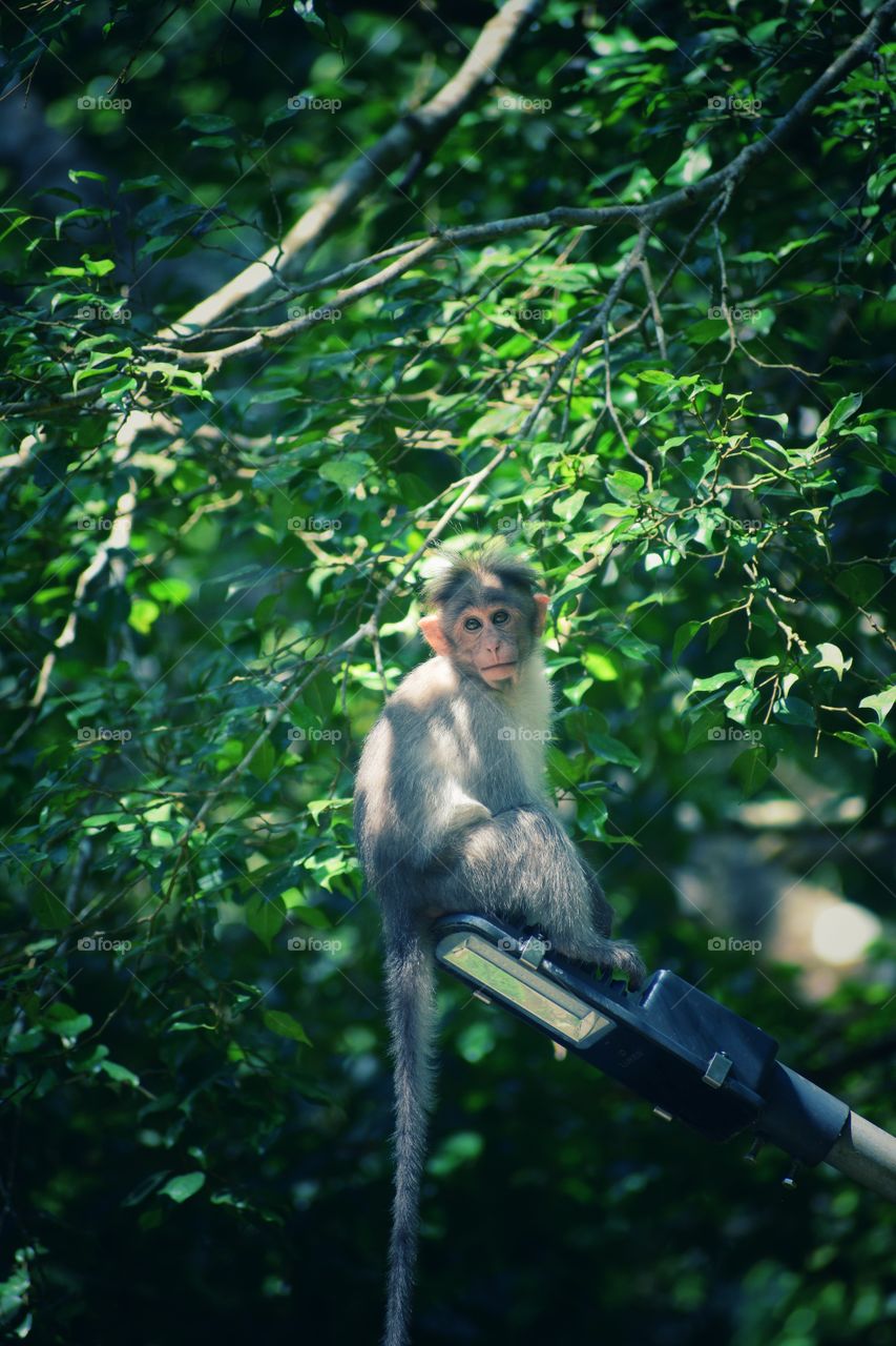 The longingness for mother's pampering warm hug