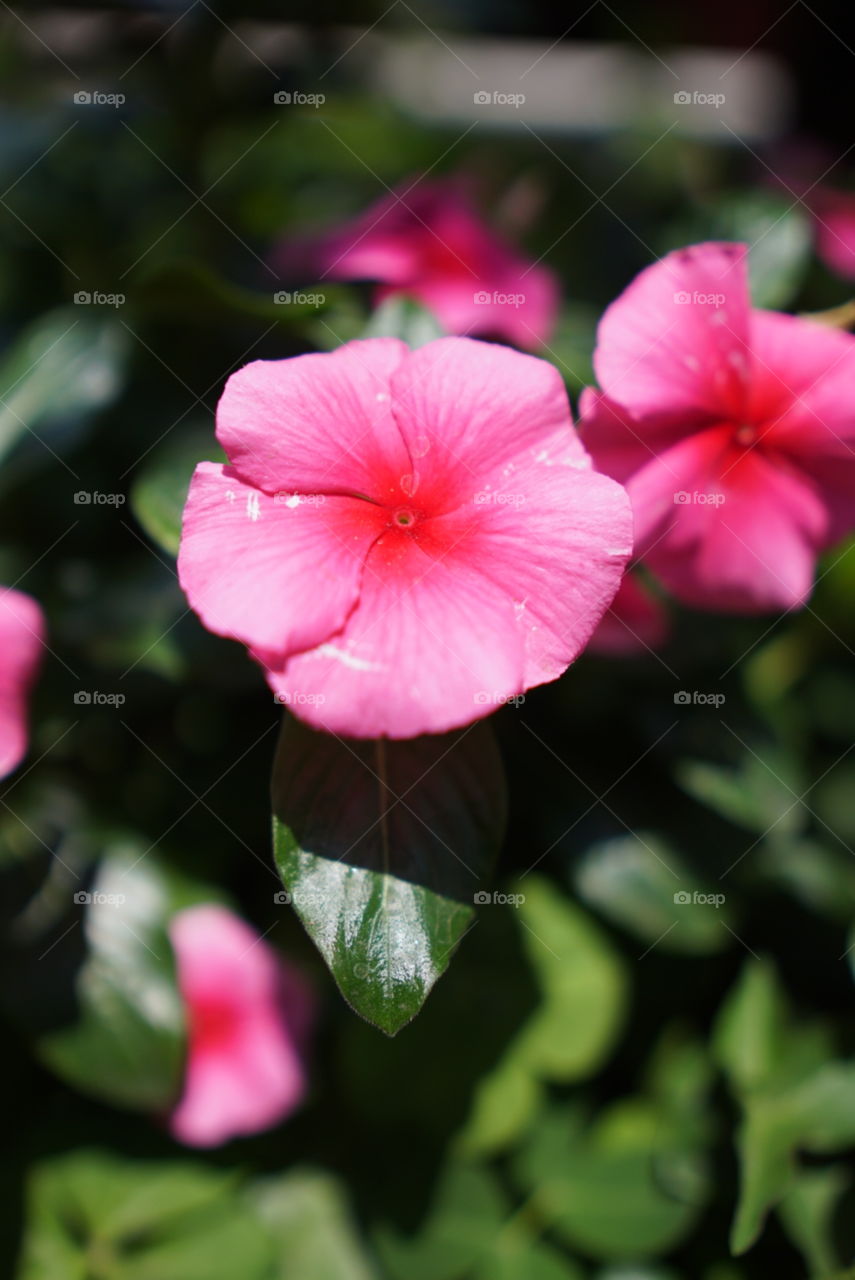 A beautiful little flower