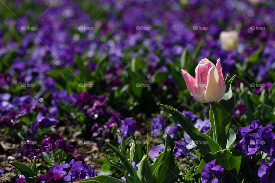 Close up of flowers