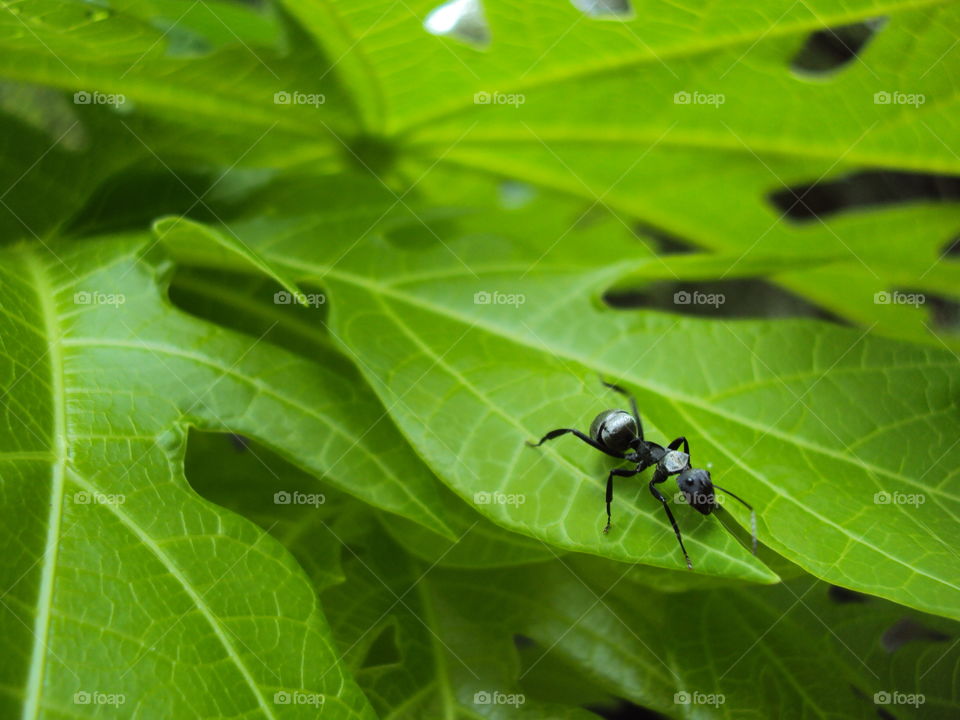 Ant on leaves