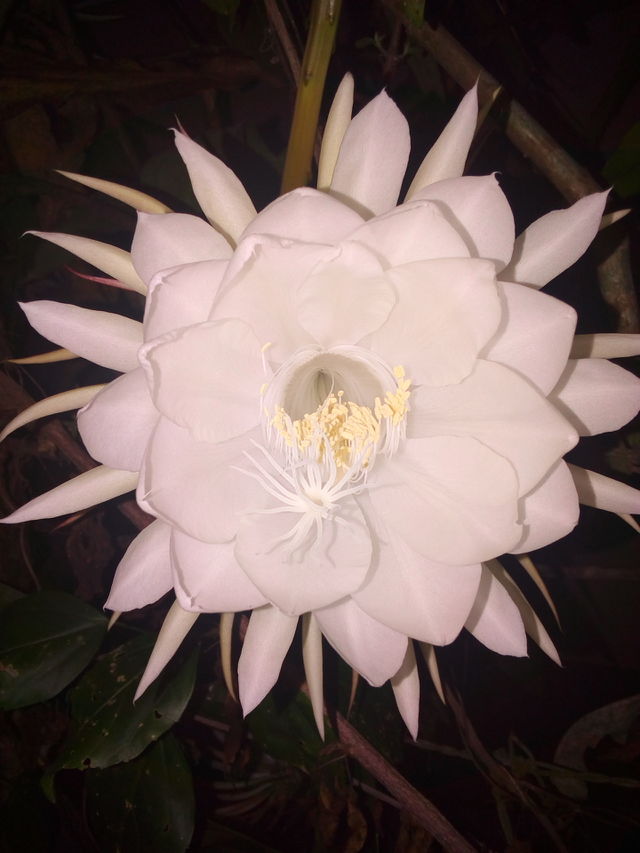 Flowers Bloom At Night In Sri Lanka | Best Flower Site Flowers Bloom At Night In Sri Lanka | Best Flower Site