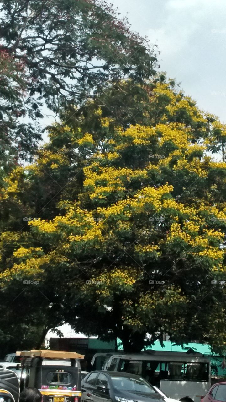 Flower tree