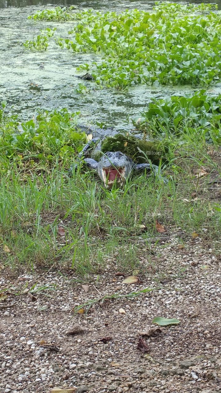 So happy to see you (Alligator)
