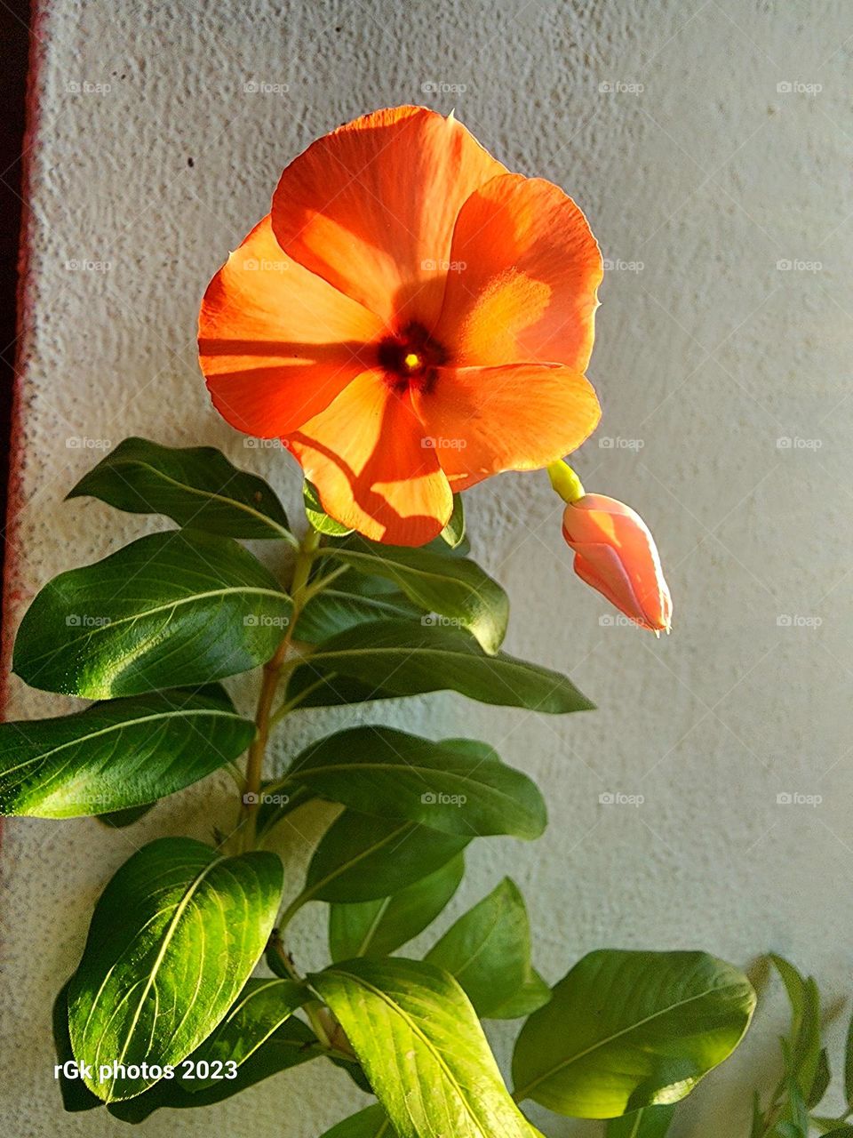 single vinca orange color basking in sunshine