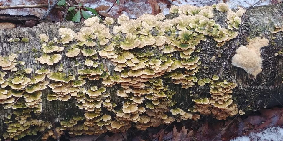 Fungus Log