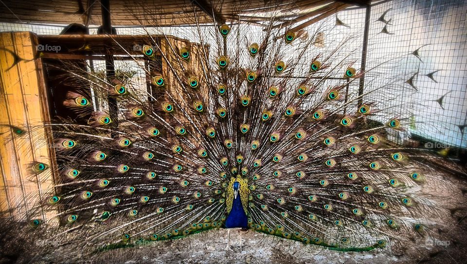 peacock 🦚