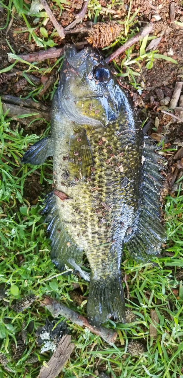 rock bass