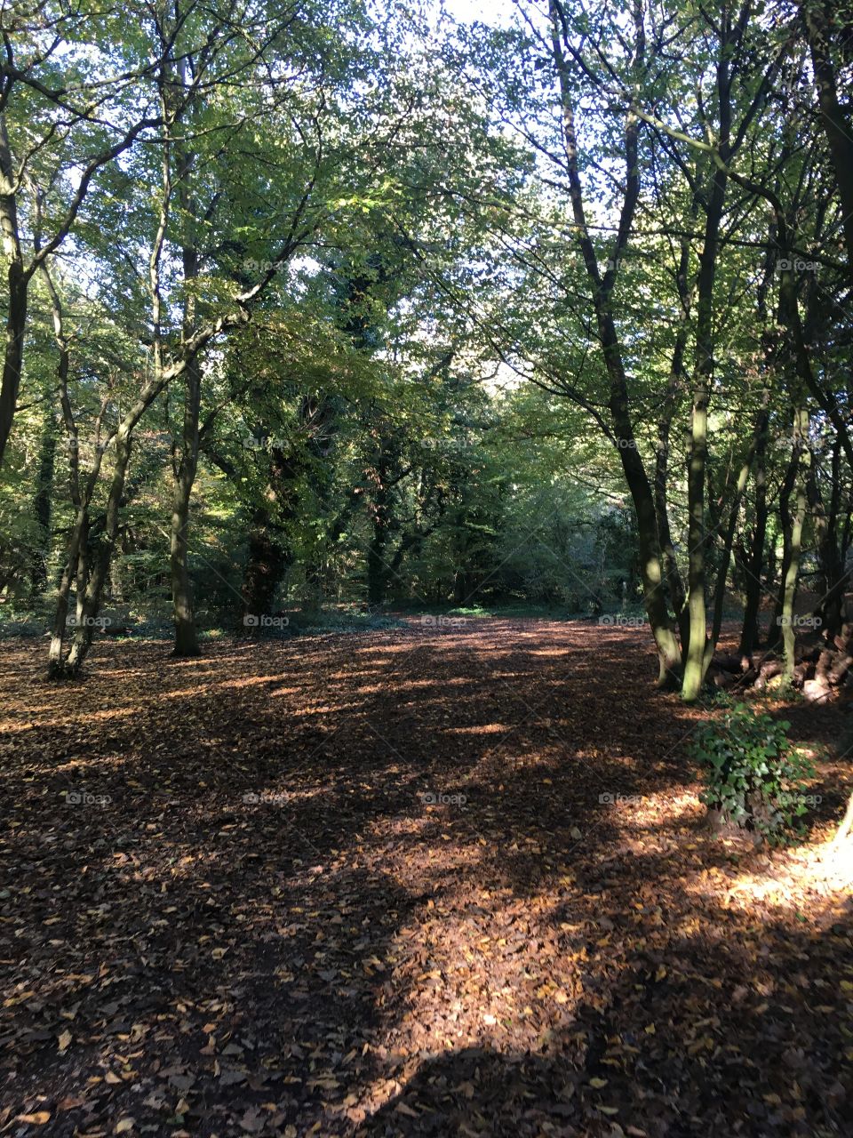Woodland pathway
