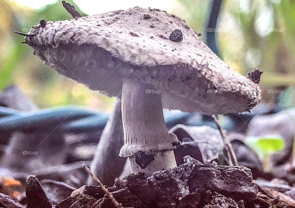 Mushroom - Agaricaceae family, growing from the soil