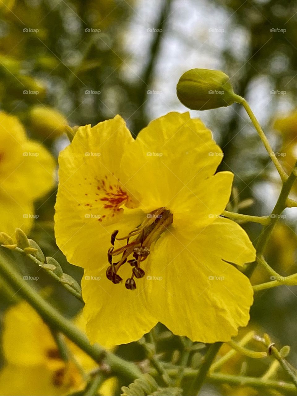 Close up of a Parkinsonia Aculeata flower 