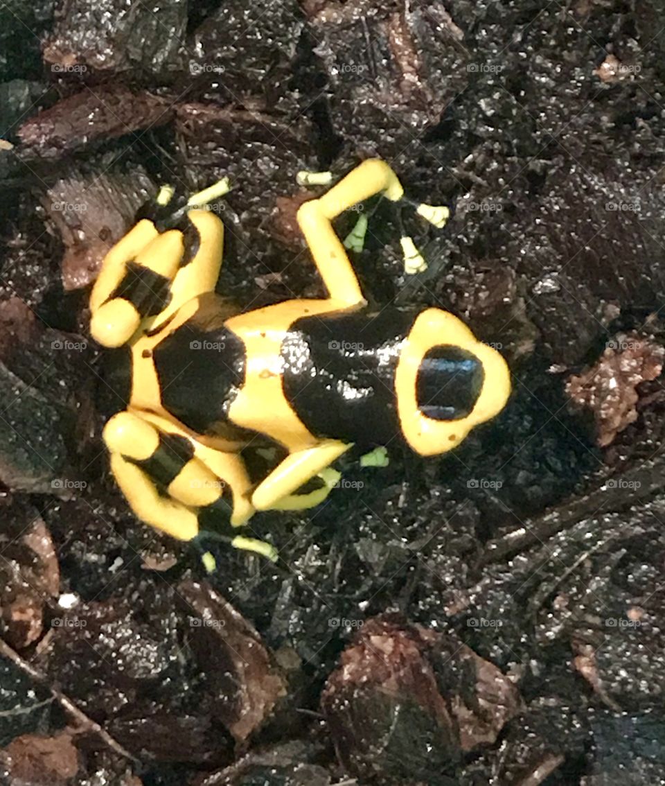 Bright and shiny yellow and black striped frog resting in his moist aquarium habitat