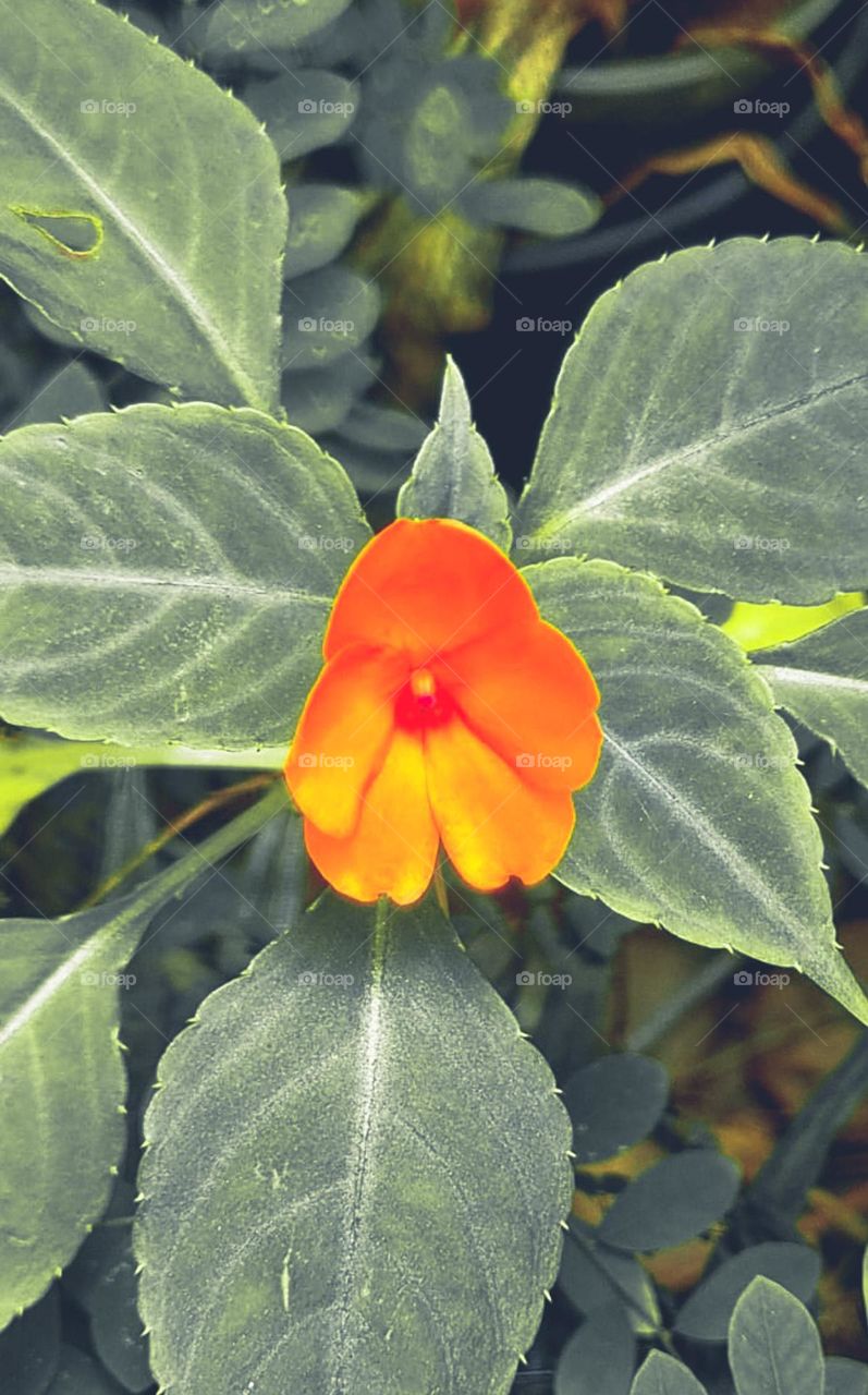 Flower: Impatiens walleriana, plant also known by the name of Maria-sem-shame.
Flor: Impatiens walleriana, planta também conhecida pelo nome de Maria-sem-vergonha.