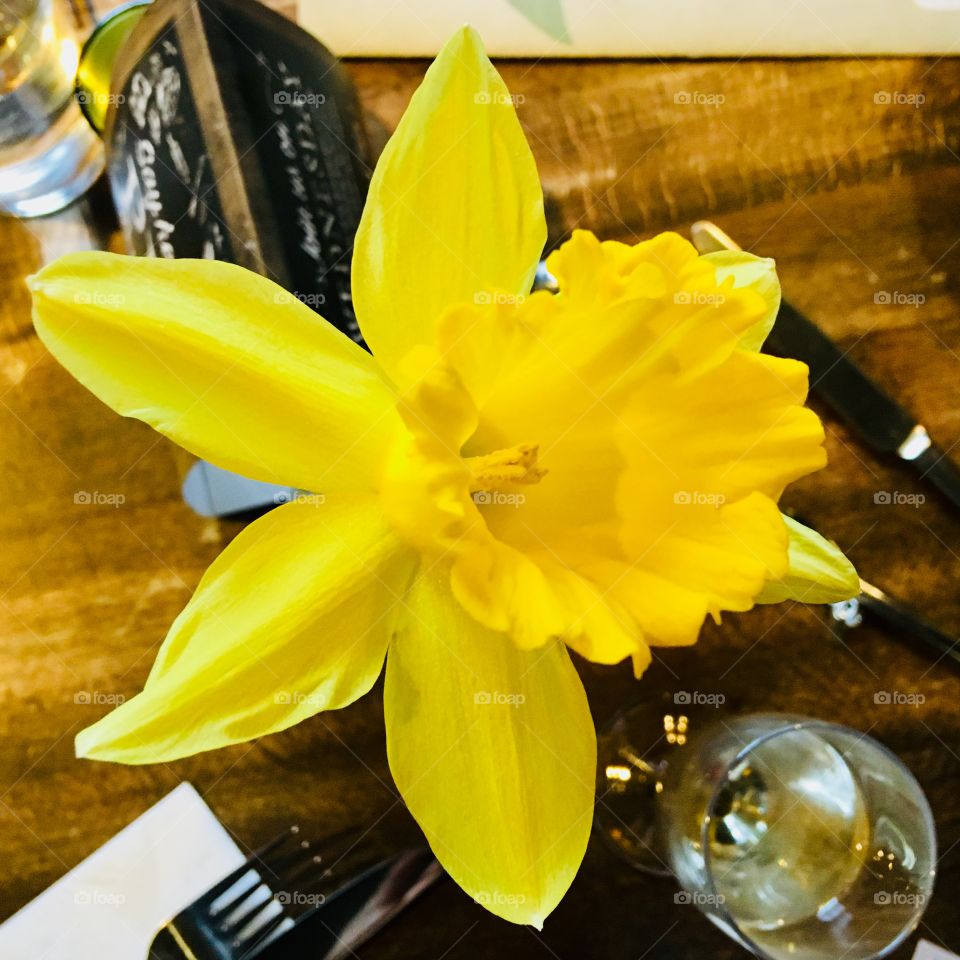 Daffodil in bloom - yellow colour feels the photo and how beautiful it is. A close up of its petals and detail 