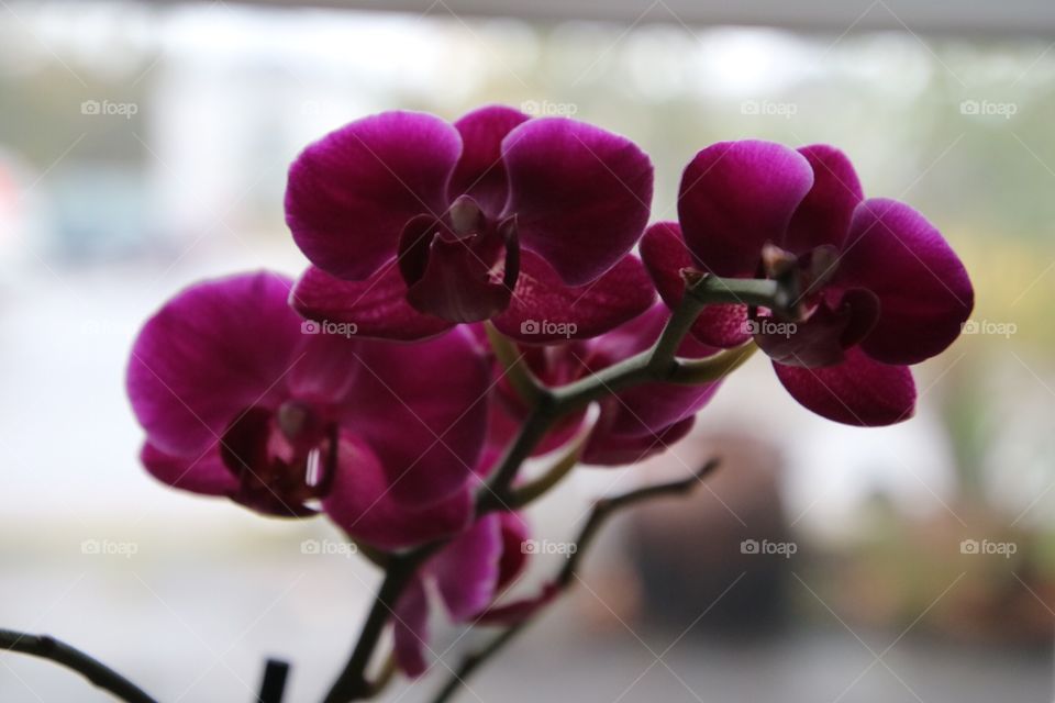 Orchid