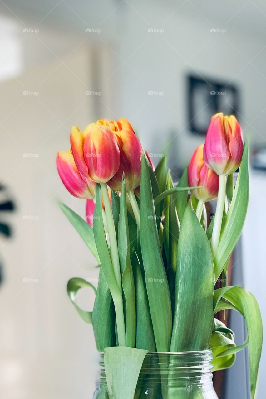 Fresh tulips standing in a vase in a room 