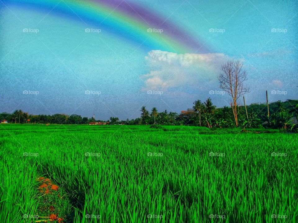 Afternoon in the rice fields when it will rain