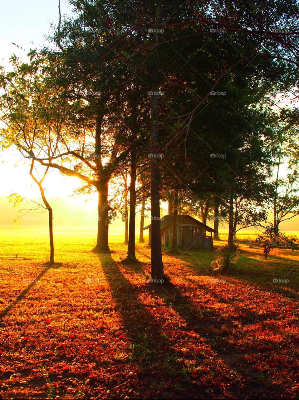 Golden Hour. I saw this early on a foggy morning and loved the way the light looked.