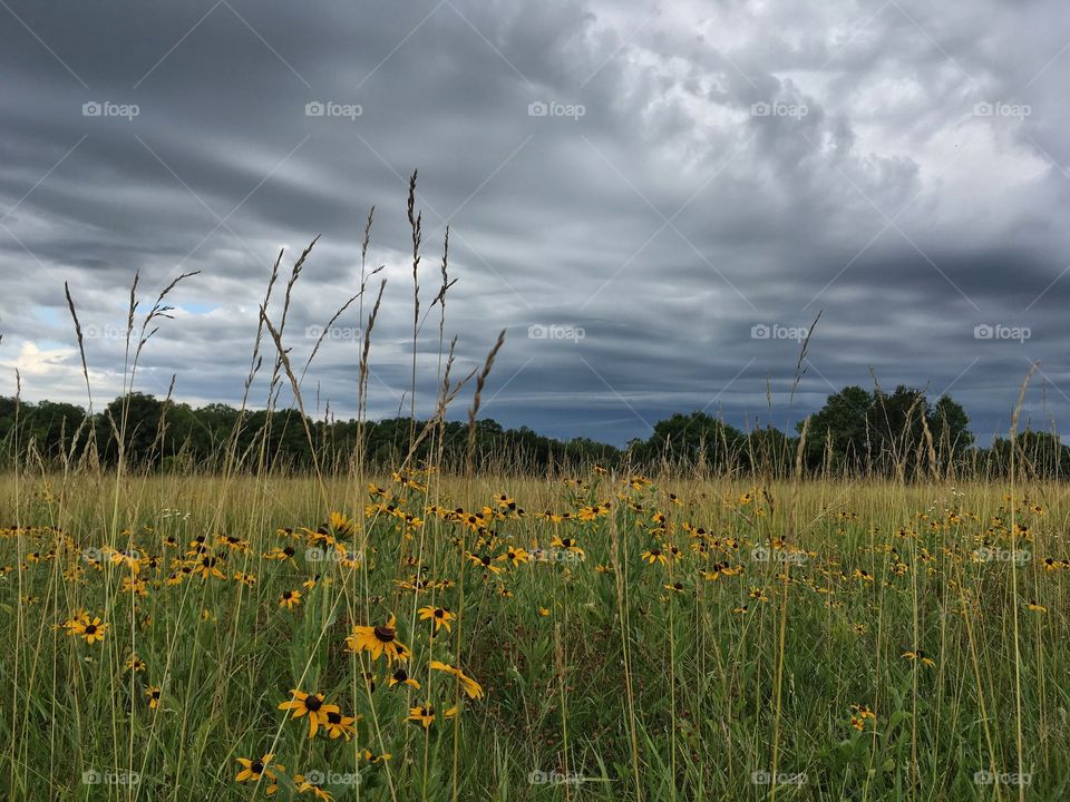 Ominous clouds over the field of flowers.