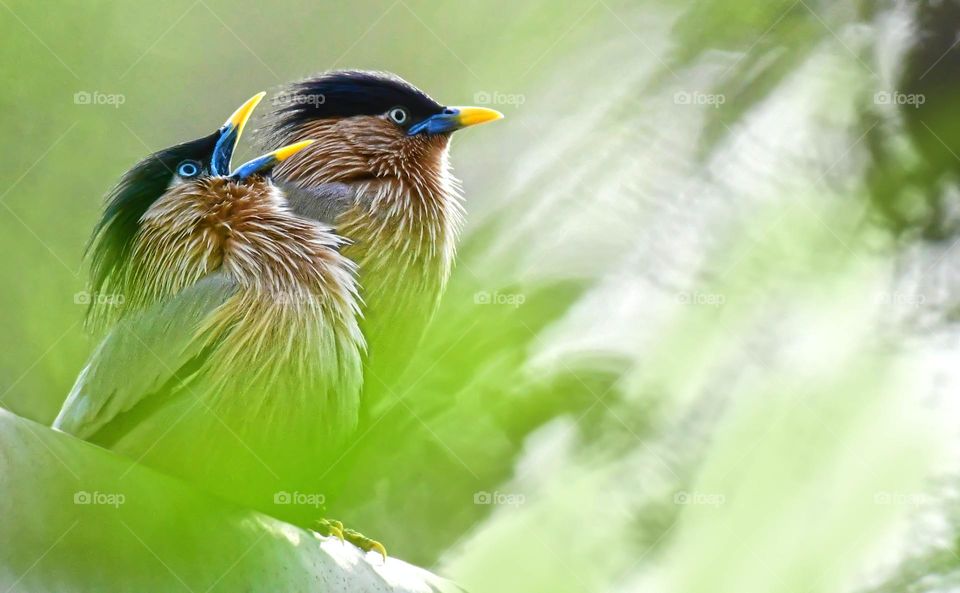 won Twenty-twenty mission.