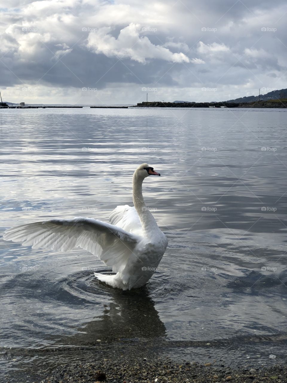 Swan, big