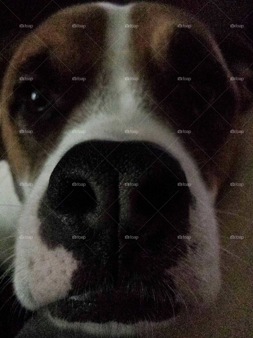 dog nose