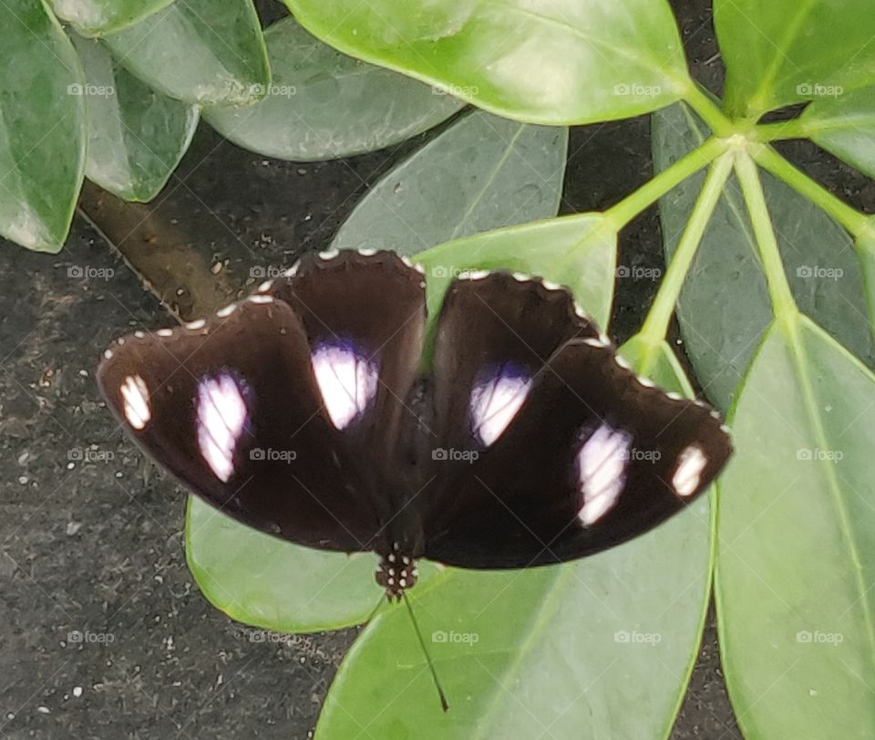Butterfly, beautiful color combination, posing for my clicks, awesome, nature at its best,