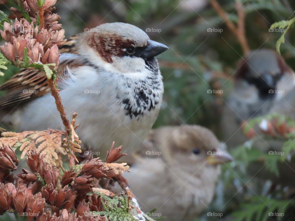 Sparrows on a bush