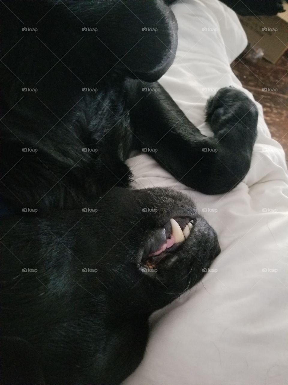 the lazy black dog refusing to get uo for the day