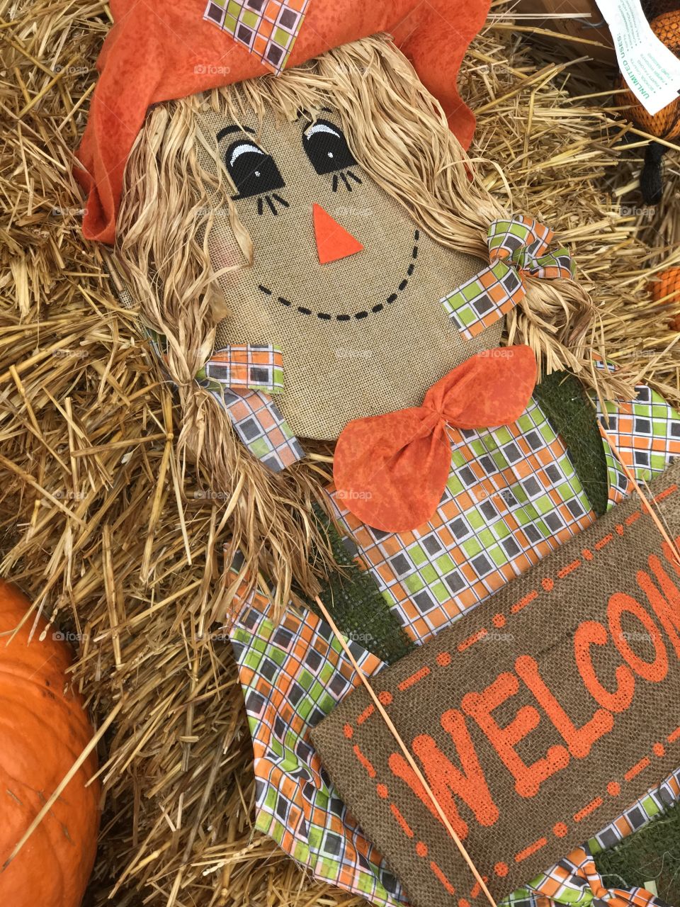 Florida, odnalrO ni detacol tneduts FCU nA  .asleS yb kcilC Follow me @Selsa.Notes, @Selsa.Clicks, and @Selsa.Notes
@Selsa #Selsa #pumpkins #harvest #scarecrow 