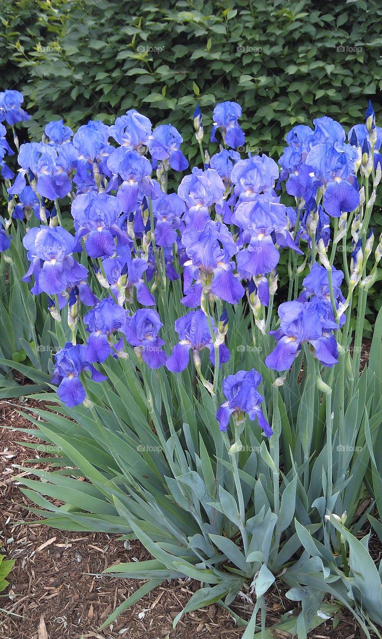 Iris in bloom
