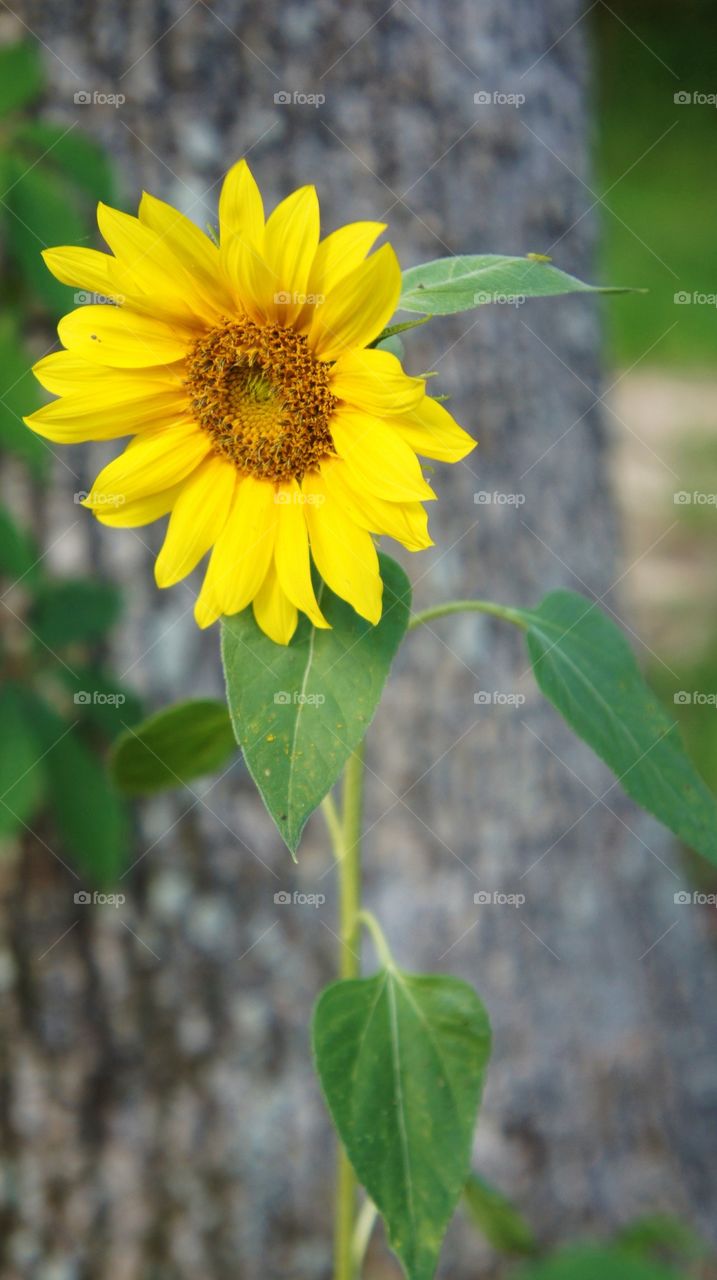 Sunflower 