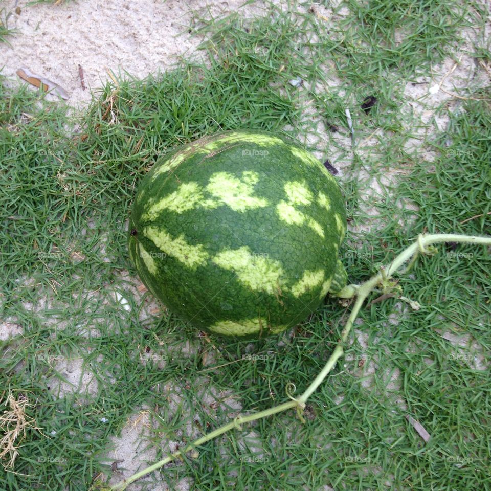 Watermelon