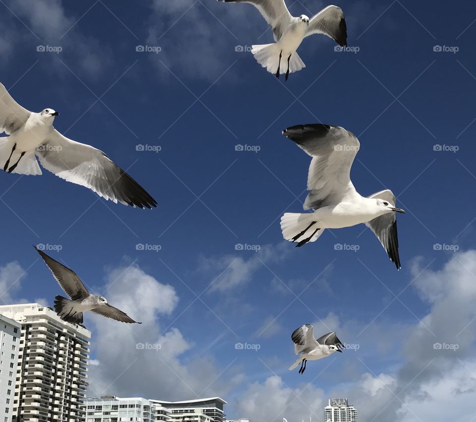 Seabirds in air at the beach.