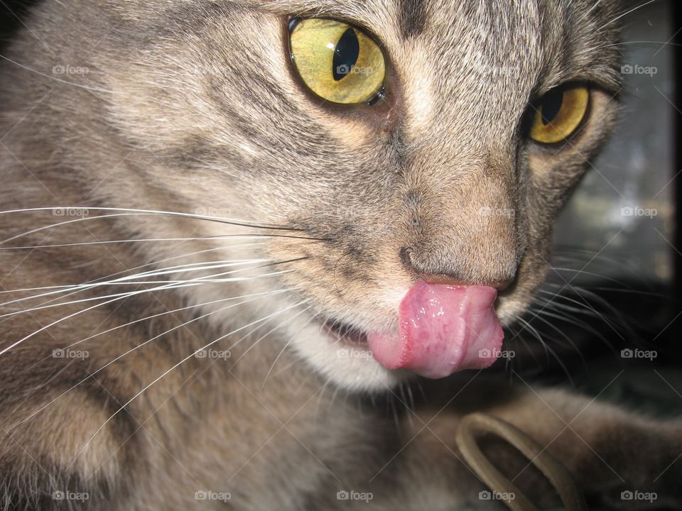 A cat and his long tongue 