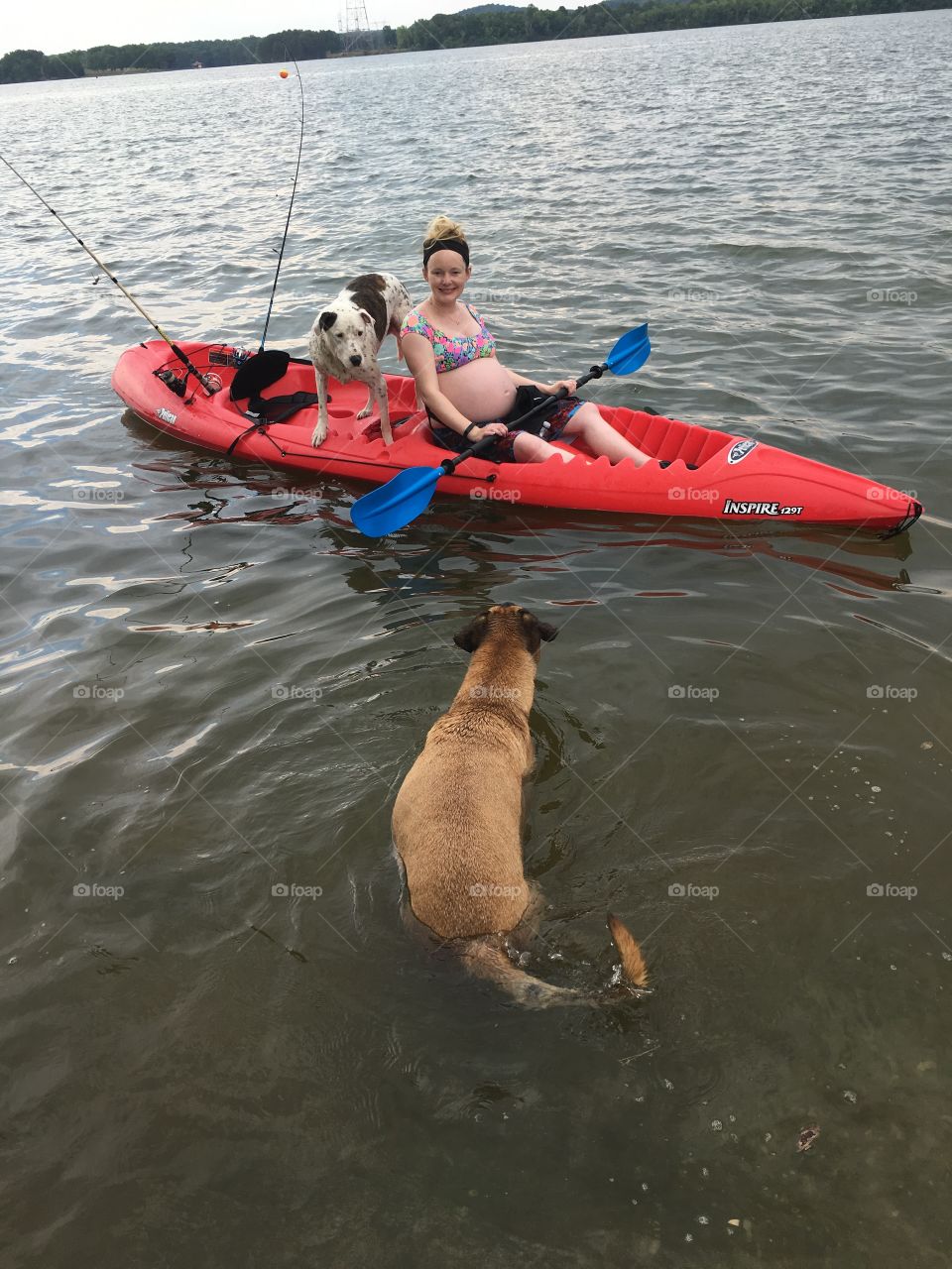 Pregnant woman kayaking with dogs anxious to join her
