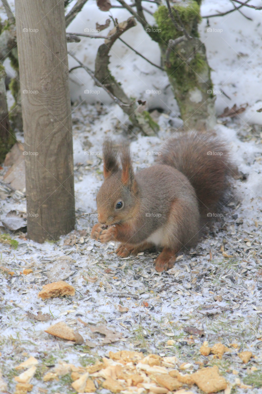 winter squirrel eating vinter by istvan.jakob