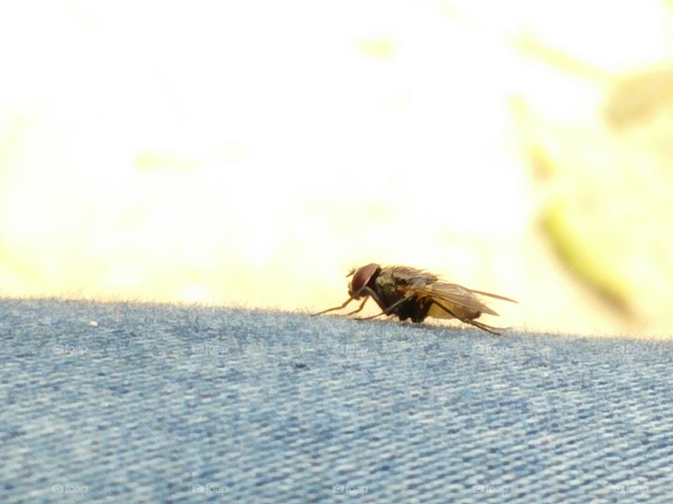 house fly
