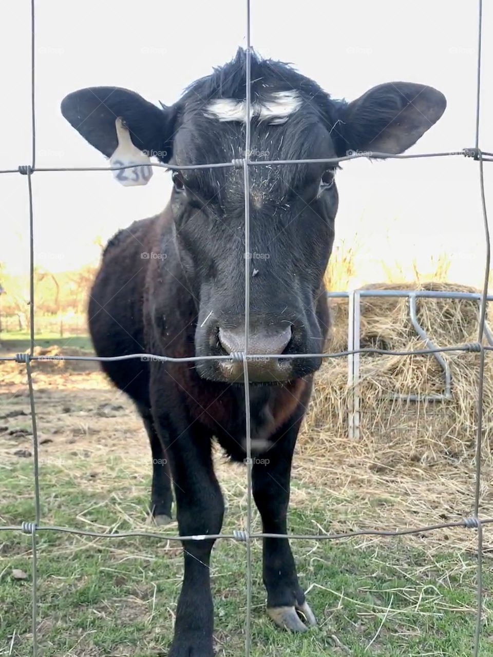 A young black heifer looking through a wire fence