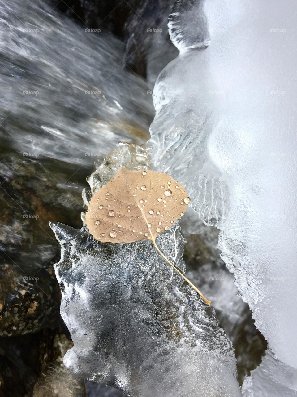 A fall Aspen leaf perched on top of ice forming over a mountain stream