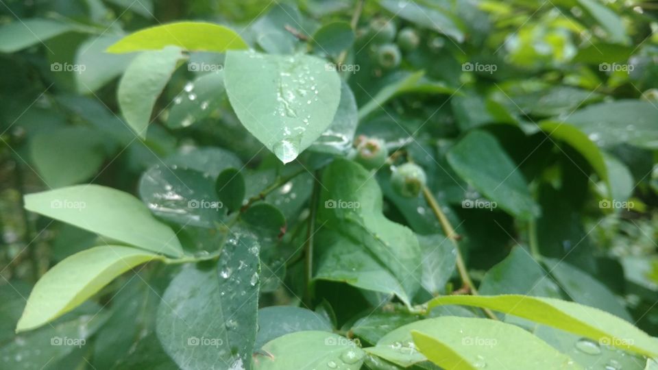 Leaf, Nature, Flora, No Person, Summer