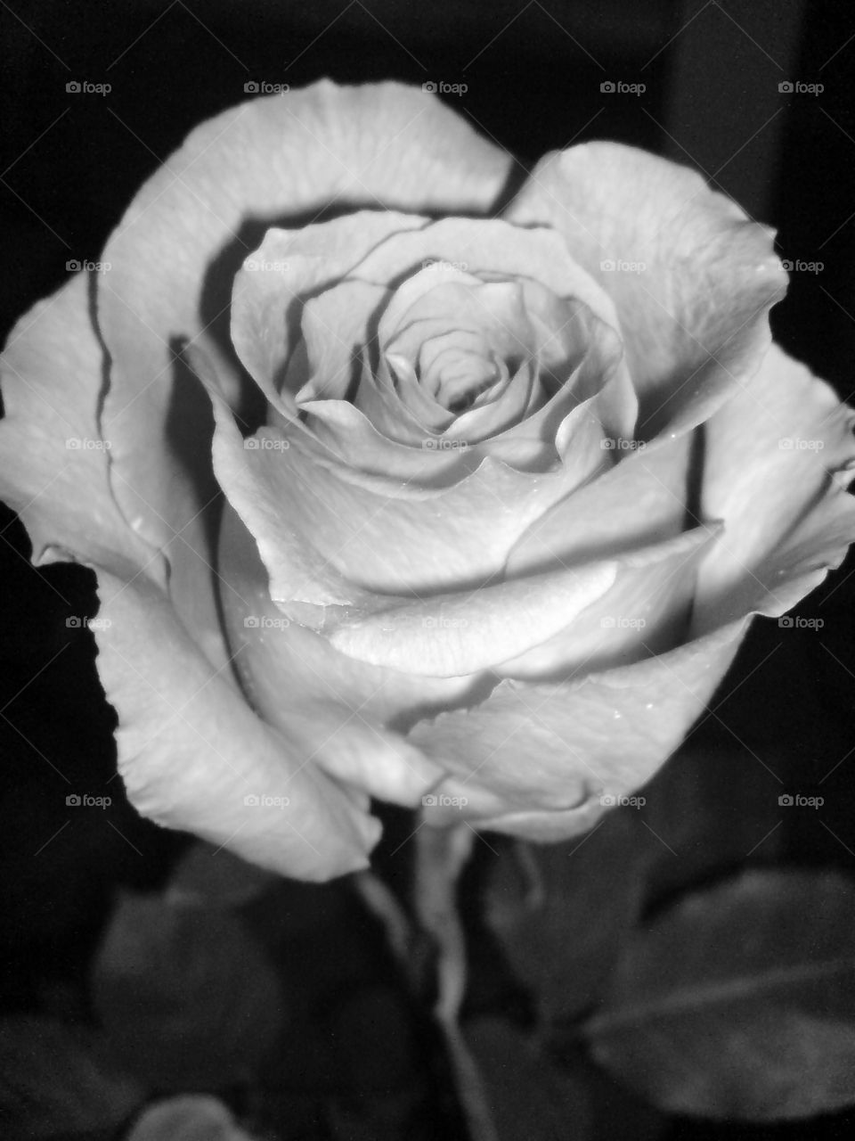 Black and white rose
