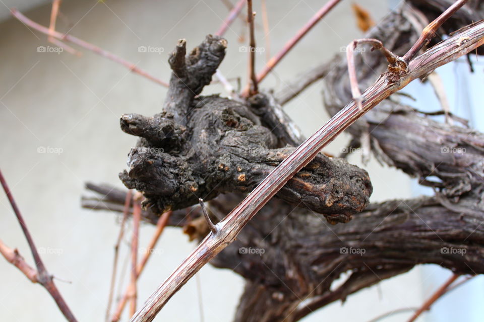 Macro of dry vine