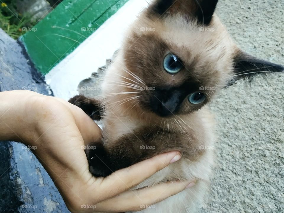 Blue eyes