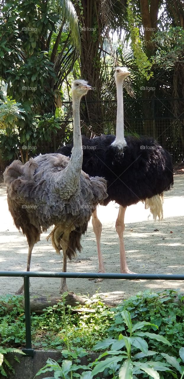 There are two adorable ostriches staying together in the Singapore Zoo. TNot ostracized anymore haha.