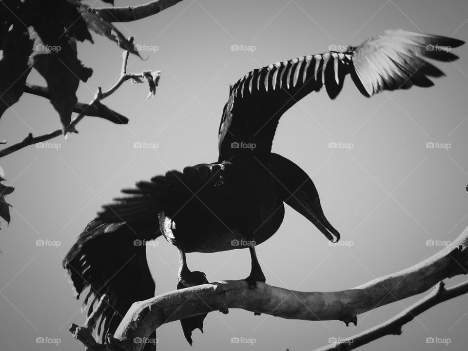 Cormorant landing in black and white