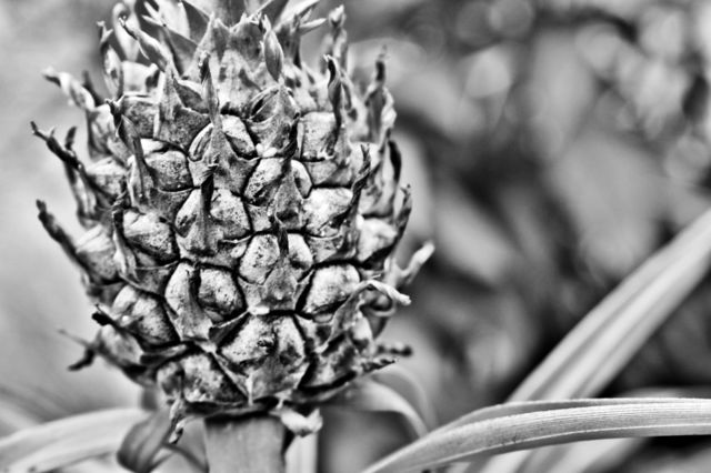 Pineapple
