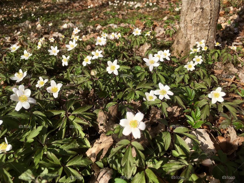 Wood anemone