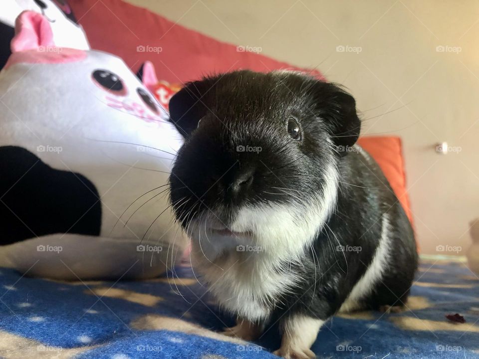 Close up with Timmy boy 